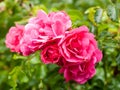 Close up of big bunch of pink rose petals garden rosa canina