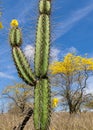 Close up of big cactus and flowering Guayacan tree in dry forest in Ecuador Royalty Free Stock Photo