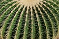 Close-up of big cactus tropical plant with sharp spines