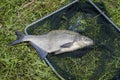 Big caught fish, bream in fisherman`s nets in grass. Concept of successful fishing, luck, fortune, success, active rest