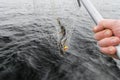 Close-up of big caught fish, hands of fisherman holding landing net with big pike fish. Concepts of successful fishing
