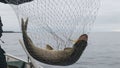 Close-up of big caught fish, hands of fisherman holding landing net with big pike fish. Concepts of successful fishing. Royalty Free Stock Photo