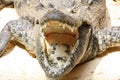 Close-up of Big Crocodile