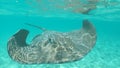 CLOSE UP Big curious stingray swims up to the camera filming in the glassy ocean Royalty Free Stock Photo