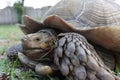 Close-up of a big cute turtle in a yard looking aside Royalty Free Stock Photo