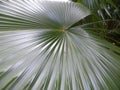 Big dark green color leaf of Florida silver palm plant Royalty Free Stock Photo