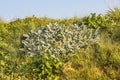 Close up of Big Ears, lamb`s wool, Lamb`s ear, Stachys byzantina Royalty Free Stock Photo