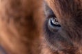 Close-up on the big eye of an animal, bull, bison, cow or horse with brown hair and reflection in the pupil. View of an endangered