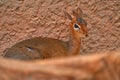 Close-up big eye head portrait of Anetelope, Kirk\'s dik-dik, small antelope native to Eastern Africa. Kirk\'s di