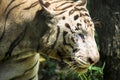 Close up of big feline wildcat Malayan tiger with beautiful stripe fur Royalty Free Stock Photo