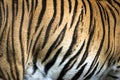 Close up of big feline wildcat Malayan tiger with beautiful stripe fur Royalty Free Stock Photo