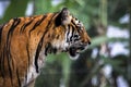 Close up of big feline wildcat Malayan tiger with beautiful stripe fur Royalty Free Stock Photo