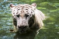 Close up of big feline wildcat Malayan tiger with beautiful stripe fur Royalty Free Stock Photo