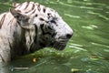 Close up of big feline wildcat Malayan tiger with beautiful stripe fur Royalty Free Stock Photo