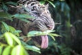 Close up of big feline wildcat Malayan tiger with beautiful stripe fur Royalty Free Stock Photo