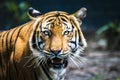 Close up of big feline wildcat Malayan tiger with beautiful stripe fur Royalty Free Stock Photo