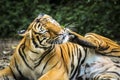 Close up of big feline wildcat Malayan tiger with beautiful stripe fur Royalty Free Stock Photo