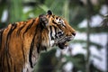 Close up of big feline wildcat Malayan tiger with beautiful stripe fur Royalty Free Stock Photo