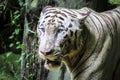 Close up of big feline wildcat Malayan tiger with beautiful stripe fur Royalty Free Stock Photo