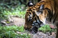 Close up of big feline wildcat Malayan tiger with beautiful stripe fur Royalty Free Stock Photo