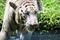 Close up of big feline wildcat Malayan tiger with beautiful stripe fur Royalty Free Stock Photo