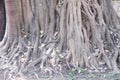 Big Ficus religiosa trunk and rootsSacred fig Tree on nature background Royalty Free Stock Photo