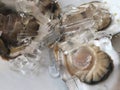 Close up big fresh raw oyster. Royalty Free Stock Photo