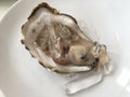 Close up big fresh raw oyster. Royalty Free Stock Photo