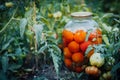 Close up of big glass jar with pickled vegetables in beds with growing tomatoes. Canned tomatoes in sealed jar on ground