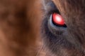 Close-up on the big the glowing evil red eye of a demon or satan, animal, bull, bison, cow or horse with brown hair and reflection