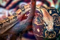 Big green-brown python Royalty Free Stock Photo