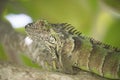 Close-up of Big green iguana resting in green tropical tree