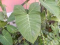 Big green leaf of Xanthosoma plant with white veins