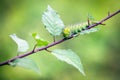 Close up big green worm eating the leaf on tree branch Royalty Free Stock Photo
