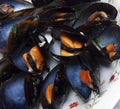 Close-up of big group steamed fresh mussels.