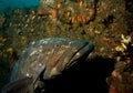 Close up of a big grouper . Royalty Free Stock Photo