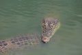 Close up big head crocodile is show head in river Royalty Free Stock Photo