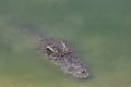 Close up big head crocodile is show head in river Royalty Free Stock Photo