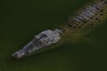 Close up big head crocodile is show head in river Royalty Free Stock Photo