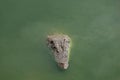 Close up big head crocodile is show head in river Royalty Free Stock Photo