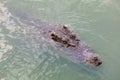 Close up big head crocodile is show head in river Royalty Free Stock Photo