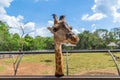 A big head giraffe
