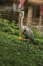 Close-up of big heron on lawn beside pond in Amsterdam park.