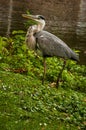Close-up of big heron on lawn beside pond in Amsterdam park.