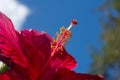 Close up of big hibiscus, Chinese rose flower in the garden