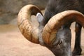 Close-up of Big Horn Sheep Royalty Free Stock Photo