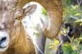 Close up of big horn sheep Royalty Free Stock Photo