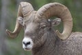 Close-up of a Big Horn Sheep Royalty Free Stock Photo