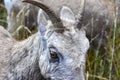 Close up of a Big Horn Sheep Royalty Free Stock Photo