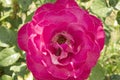 close-up: big intense pink rose with a larva inside it Royalty Free Stock Photo